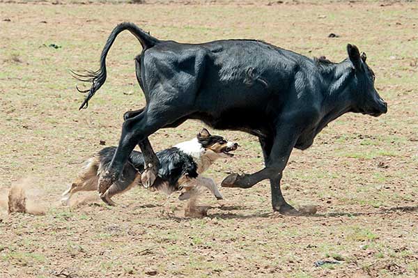 Australian Shepherd Dog Photo of the Month