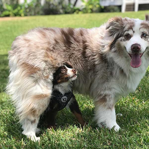 Australian Shepherd Dog Photo of the Month