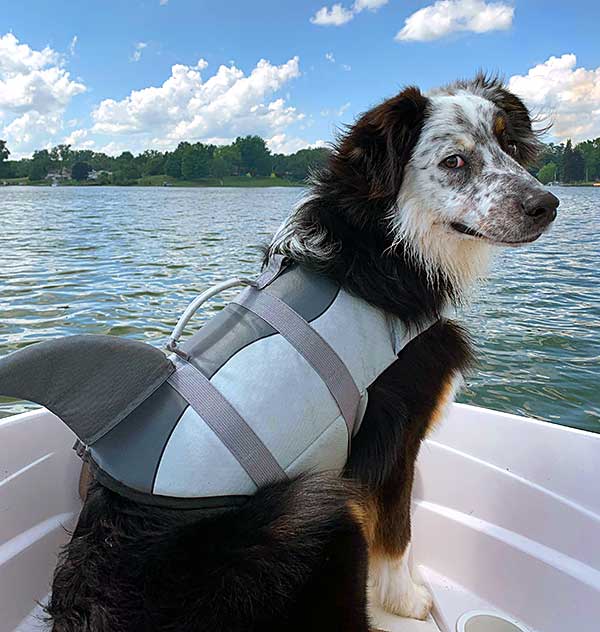 Australian Shepherd Photo of the Month — Photo: Samantha Saperstein, Aussie: Teddy — Visit the site for all things Aussie from training to puppy care tips, from dog nutrition and health tips to Aussie artwork and cartoons—and more. #australianshepherd #dogphotography #aussie #aussielovers