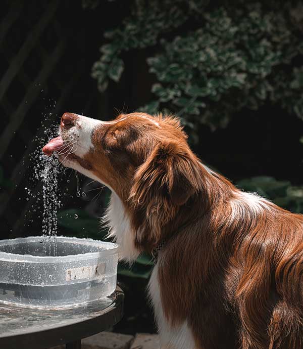Australian Shepherd Photo of the Month — Photo: Mary Lynn Desjardins, Aussie: Thor — Visit the site for all things Aussie from training to puppy care tips, from dog nutrition and health tips to Aussie artwork and cartoons—and more. #australianshepherd #dogphotography #aussie #aussielovers