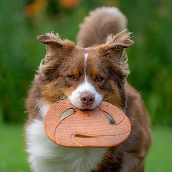Australian Shepherd Photo of the Month — Photo: Greg Desjardins, Aussie: Thor — Visit the site for all things Aussie from training to puppy care tips, from dog nutrition and health tips to Aussie artwork and cartoons—and more. #australianshepherd #dogphotography #aussie #aussielovers