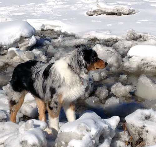 Australian Shepherd Dog Photo of the Month