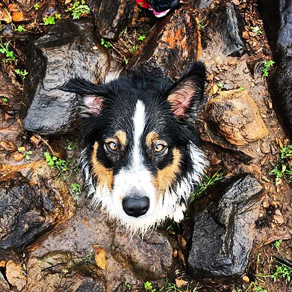 Australian Shepherd Dog Photo of the Month