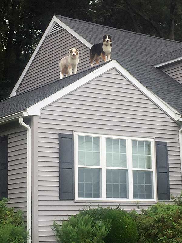 Australian Shepherd Dog Photo of the Month