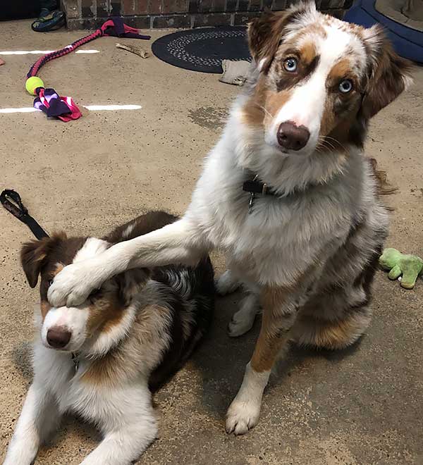 Australian Shepherd Photo of the Month — Photo: Anne Ritchie, Aussies: Rush and Compass — Visit the site for all things Aussie from training to puppy care tips, from dog nutrition and health tips to Aussie artwork and cartoons—and more. #australianshepherd #dogphotography #aussie #aussielovers