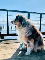 Australian Shepherd Photo of the Month