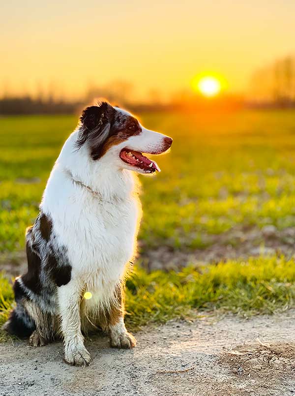 Australian Shepherd Photo of the Month — Photo: Annemie Ribbens, Aussie: Quin — Visit the site for all things Aussie from training to puppy care tips, from dog nutrition and health tips to Aussie artwork and cartoons—and more. #australianshepherd #dogphotography #aussie #aussielovers