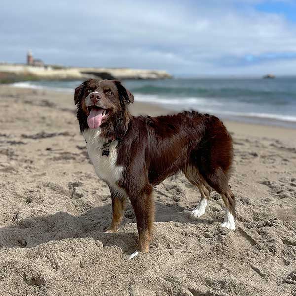 Australian Shepherd Photo of the Month — Photo: Sara Lennartson, Aussie: Echo — Visit the site for all things Aussie from training to puppy care tips, from dog nutrition and health tips to Aussie artwork and cartoons—and more. #australianshepherd #dogphotography #aussie #aussielovers