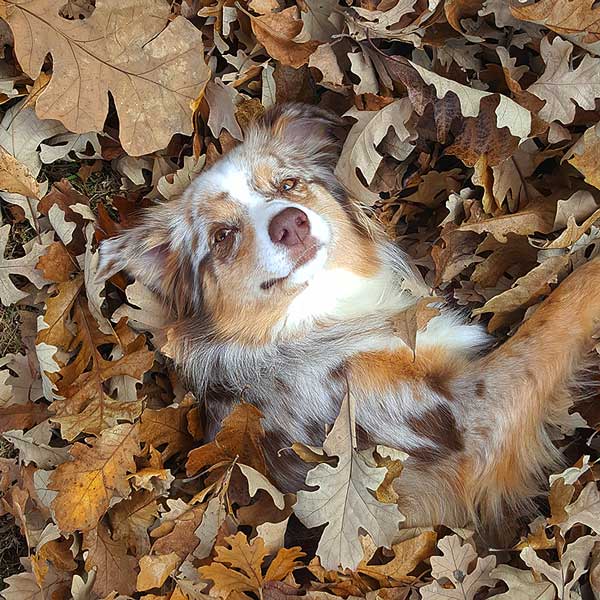 Australian Shepherd Photo of the Month — Photo: Robynn Brinkley, Aussie: Cookie — Visit the site for all things Aussie from training to puppy care tips, from dog nutrition and health tips to Aussie artwork and cartoons—and more. #australianshepherd #dogphotography #aussie #aussielovers