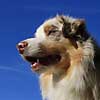 Australian Shepherd