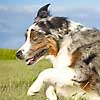 Australian Shepherd