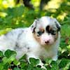 Australian Shepherd
