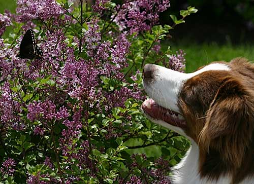 Australian Shepherd Dog Photo of the Month