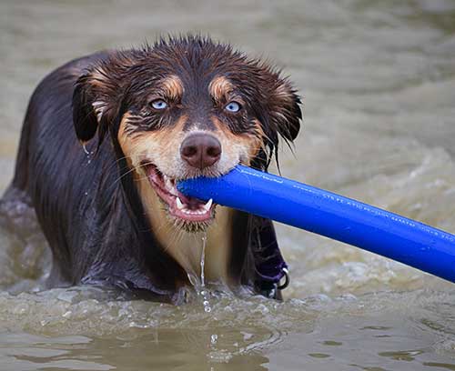 Australian Shepherd Dog Photo of the Month