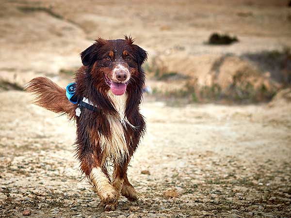 Australian Shepherd Dog Photo of the Month