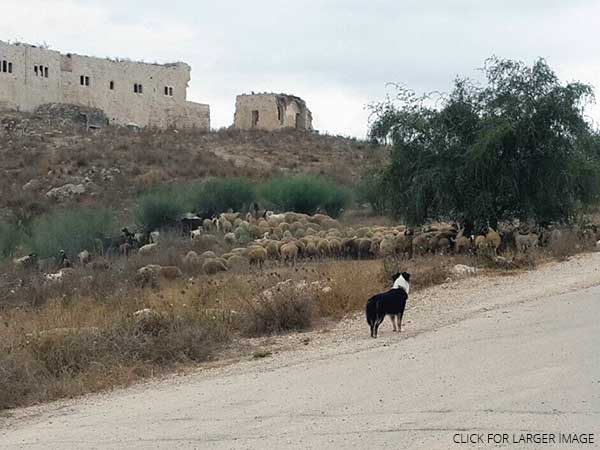 Australian Shepherd Dog Photo of the Month
