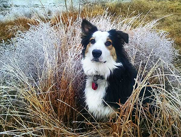 Australian Shepherd Photo of the Month — Photo: Jeff Straut, Aussie: Max — Visit the site for all things Aussie from training to puppy care tips, from dog nutrition and health tips to Aussie artwork and cartoons—and more. #australianshepherd #dogphotography #aussie #aussielovers
