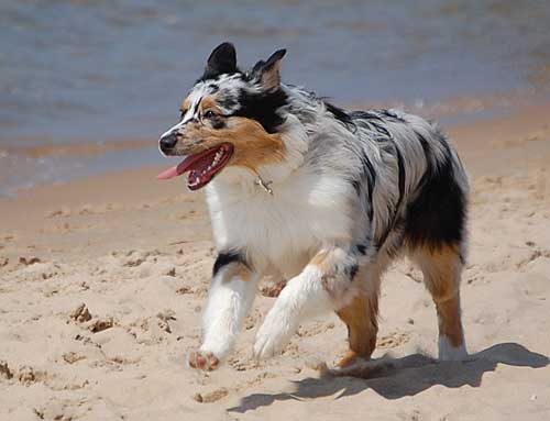 Australian Shepherd Dog Photo of the Month