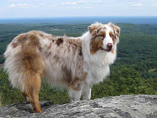 Australian Shepherd Dog Photo of the Month