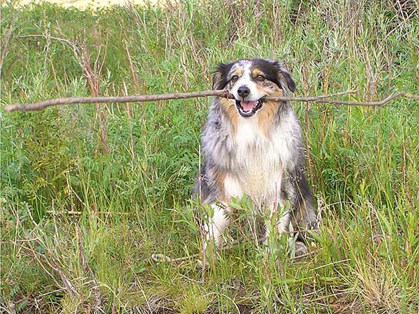 Australian Shepherd Dog Photo of the Month