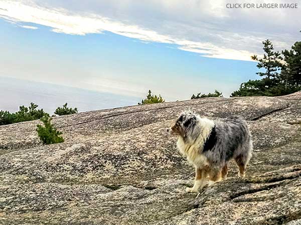 Australian Shepherd Dog Photo of the Month