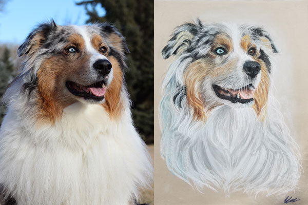 Photo: Tamara Cunningham, Aussie: Gideon — Visit the site for all things Aussie from training to puppy care tips, from dog nutrition and health tips to Aussie artwork and cartoons—and more. #australianshepherd #dogphotography #aussie #aussielovers