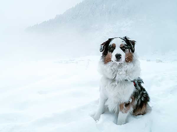 Australian Shepherd Photo of the Month — Photo: Dimitri Capelli, Aussie: Artù — Visit the site for all things Aussie from training to puppy care tips, from dog nutrition and health tips to Aussie artwork and cartoons—and more. #australianshepherd #dogphotography #aussie #aussielovers