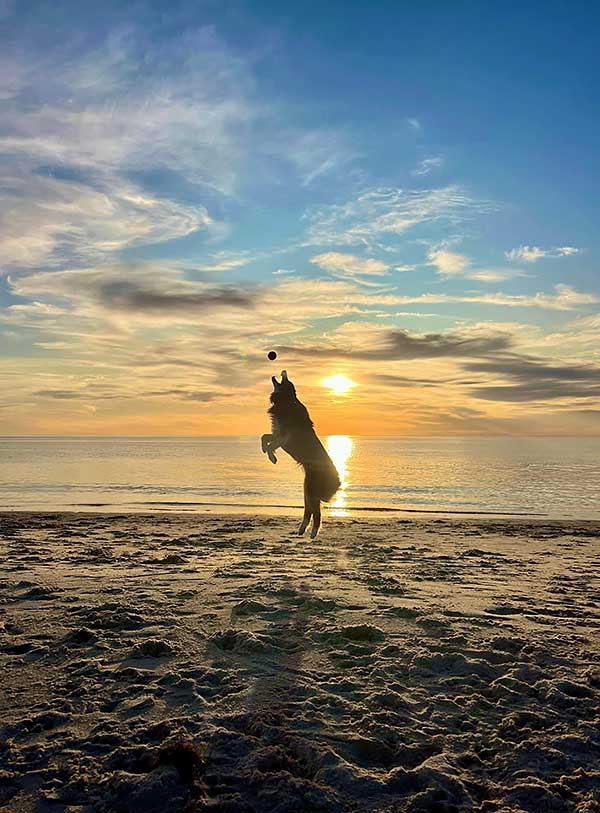 Australian Shepherd Photo of the Month — Photo: Rhea Kavanagh, Aussie: Rory — Visit the site for all things Aussie from training to puppy care tips, from dog nutrition and health tips to Aussie artwork and cartoons—and more. #australianshepherd #dogphotography #aussie #aussielovers