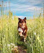 Australian Shepherd Photo of the Month