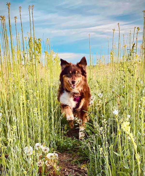 Australian Shepherd Photo of the Month — Photo: Bonnie M, Aussie: Mia — Visit the site for all things Aussie from training to puppy care tips, from dog nutrition and health tips to Aussie artwork and cartoons—and more. #australianshepherd #dogphotography #aussie #aussielovers