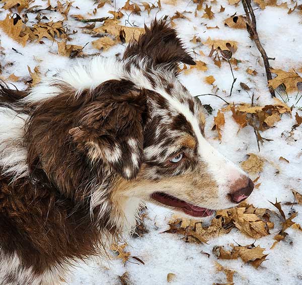 Australian Shepherd Photo of the Month — Photo: Laura Williams, Aussie: Koda Blu — Visit the site for all things Aussie from training to puppy care tips, from dog nutrition and health tips to Aussie artwork and cartoons—and more. #australianshepherd #dogphotography #aussie #aussielovers