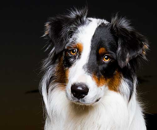 Australian Shepherd Dog Photo of the Month