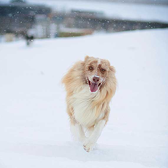 Australian Shepherd Dog Photo of the Month