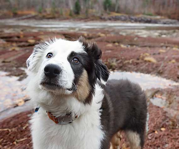 Australian Shepherd Dog Photo of the Month