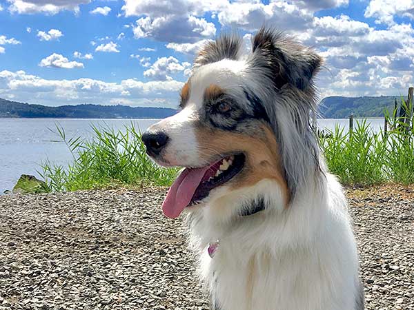 Australian Shepherd Dog Photo of the Month