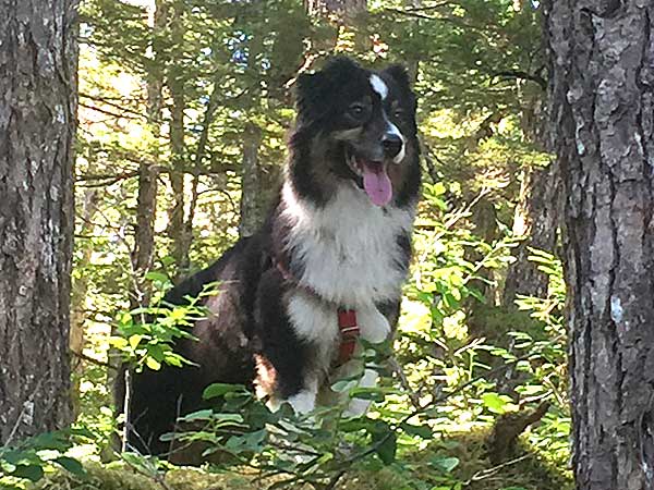 Australian Shepherd Dog Photo of the Month