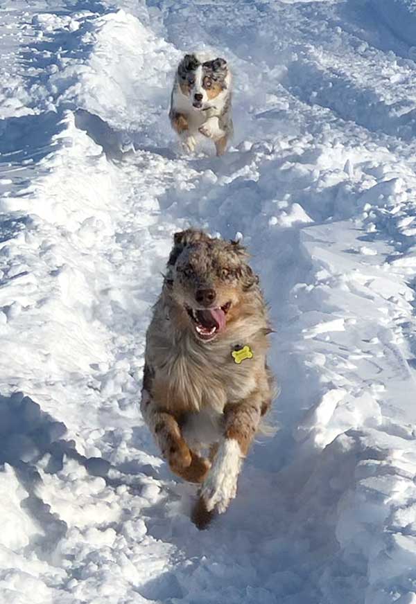 Australian Shepherd Photo of the Month — Photo: Brooke Laws, Aussies: Koda and Roadie — Visit the site for all things Aussie from training to puppy care tips, from dog nutrition and health tips to Aussie artwork and cartoons—and more. #australianshepherd #dogphotography #aussie #aussielovers