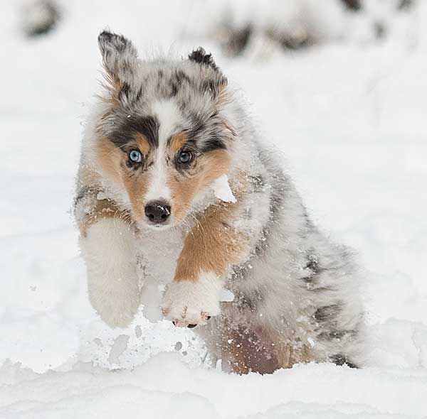 Australian Shepherd Photo of the Month — Photo: Rich Cower, Aussie: Lola — Visit the site for all things Aussie from training to puppy care tips, from dog nutrition and health tips to Aussie artwork and cartoons—and more. #australianshepherd #dogphotography #aussie #aussielovers