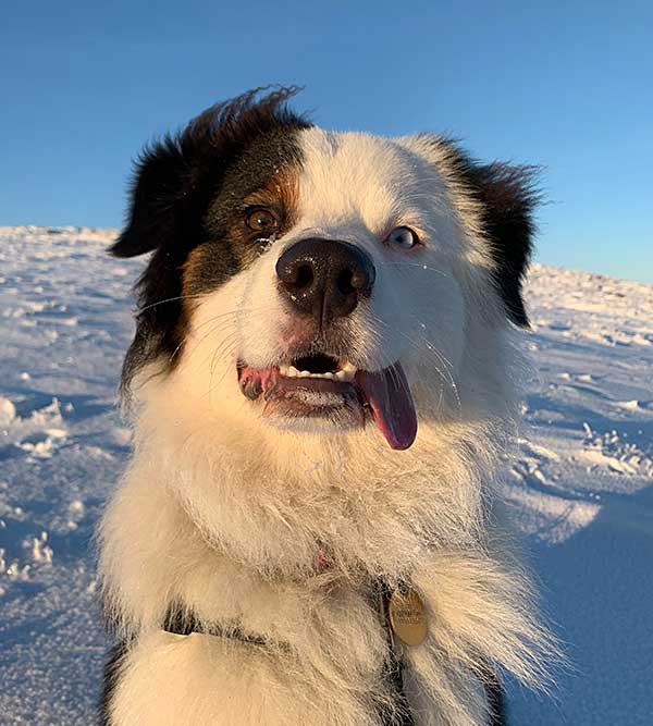 Australian Shepherd Photo of the Month — Photo: Megan Brierley, Aussie: Oz — Visit the site for all things Aussie from training to puppy care tips, from dog nutrition and health tips to Aussie artwork and cartoons—and more. #australianshepherd #dogphotography #aussie #aussielovers