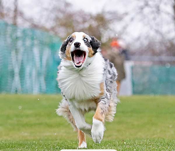 Australian Shepherd Photo of the Month — Owner: Jess Kachur, Photo: Cindy Pitschke, Aussie: Rory — Visit the site for all things Aussie from training to puppy care tips, from dog nutrition and health tips to Aussie artwork and cartoons—and more. #australianshepherd #dogphotography #aussie #aussielovers