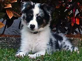 Australian Shepherd Puppy Axel