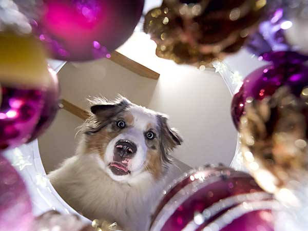 Show Your Holiday Spirit With Australian Shepherd Christmas Ornaments - Photo: Australian Shepherd looking into bowl of Christmas ornaments.