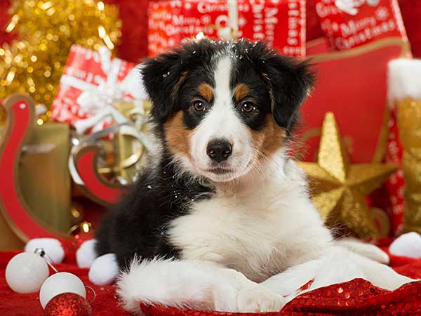 Show Your Holiday Spirit With Australian Shepherd Christmas Ornaments