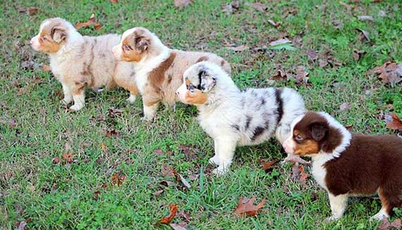 Australian Shepherd Eye Color Chart