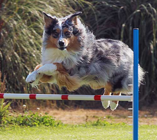 Blue merle Australian Shepherd clearing a dog agility bar jump.