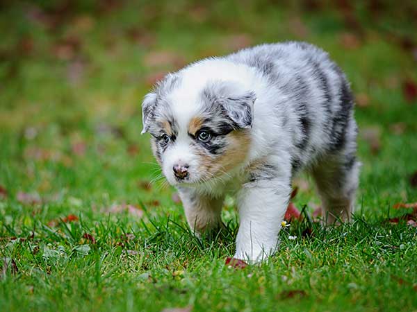 Looking for Australian Shepherd Dogs for Sale? Don't Get Scammed - Photo: Blue merle Australian Shepherd puppy walking on grass.