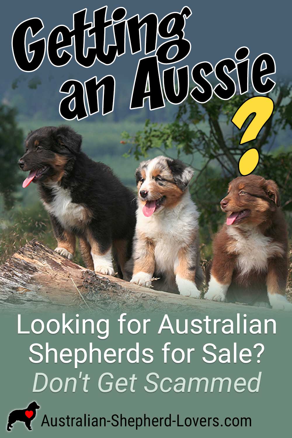 Finding Australian Shepherd dogs for sale may be easy, but before you make that purchase you need to carefully think it through and make sure that you are getting the best, healthiest puppy possible. #australianshepherd #aussie #dogsforsale #puppiesforsale #aussielovers