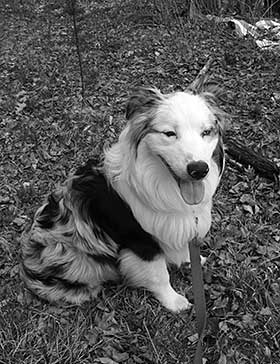 Australian Shepherd Doonbug