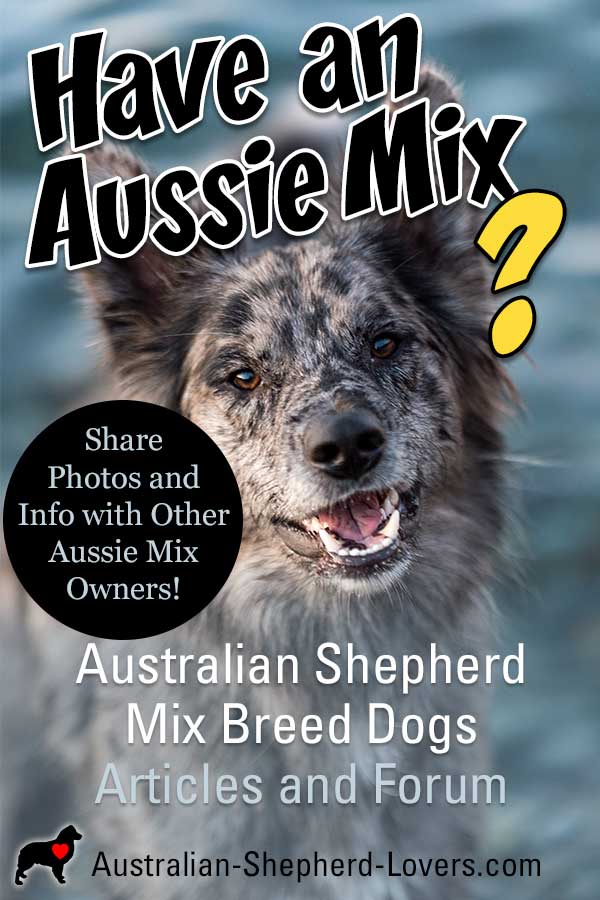 While the Australian Shepherd is the star of this website, many of our readers have Minis (technically a separate breed) or an Aussie mix. Learn more and create a page about your Aussie mix or Mini here. #australianshepherd #australianshepherdmix #aussiemix #aussielovers