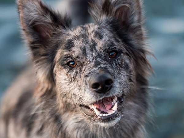 Pacific Vægt tæerne A Look At Australian Shepherd Mix Breed Dogs | Aussie Mix Forum